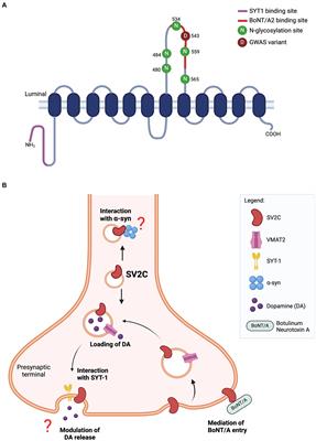 Synaptic Vesicle Glycoprotein 2C: a role in Parkinson’s disease